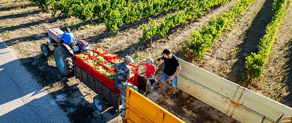 Contadini che raccolgono piante | Crédit Agricole Contadini che raccolgono piante | Crédit Agricole